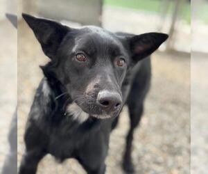 Labrador Retriever-Unknown Mix Dogs for adoption in San Diego, CA, USA