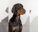 Small Photo #9 Doberman Pinscher Puppy For Sale in Moscow, Moscow, Russia