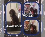 Puppy 3 Poodle (Standard)