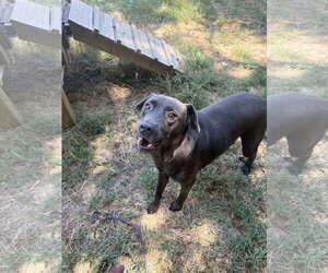 Labrador Retriever-Unknown Mix Dogs for adoption in Jackson, MS, USA
