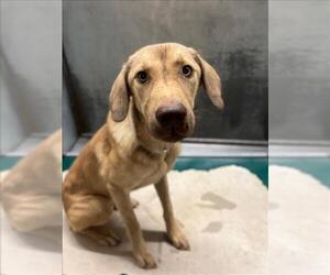 Labrador Retriever-Unknown Mix Dogs for adoption in Conroe, TX, USA