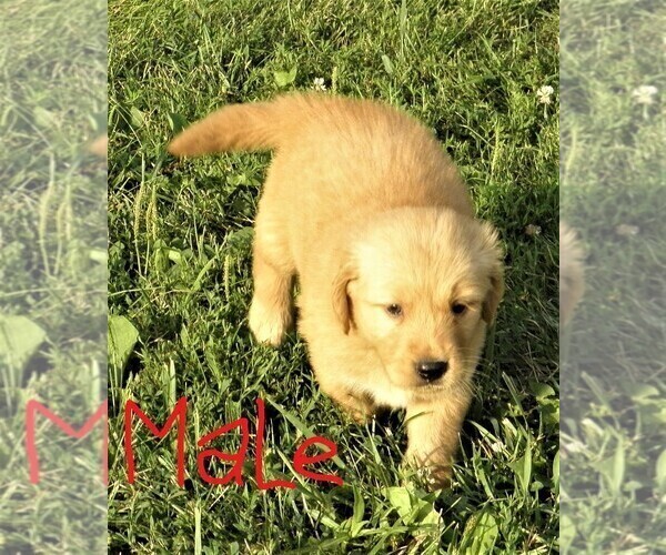 Medium Photo #7 Golden Retriever Puppy For Sale in VERMONTVILLE, MI, USA