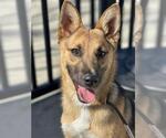 Small German Shepherd Dog Mix
