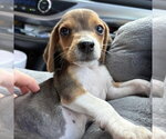 Small #1 Beagle Mix