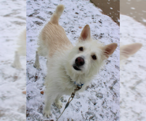 Polar - Male Mutt Dog for Adoption - Photo #8