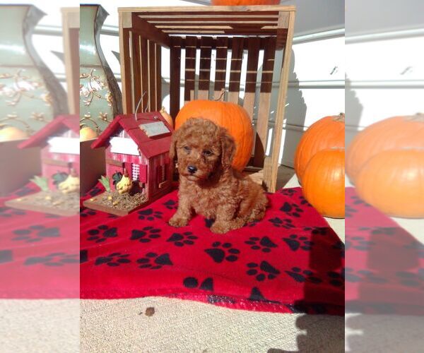 Medium Photo #2 Goldendoodle (Miniature) Puppy For Sale in NARVON, PA, USA