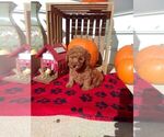 Small Photo #2 Goldendoodle (Miniature) Puppy For Sale in NARVON, PA, USA