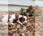 Puppy Puppy 1 Buster Dachshund