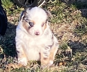 Miniature Australian Shepherd Puppy for sale in SLIPPERY ROCK, PA, USA