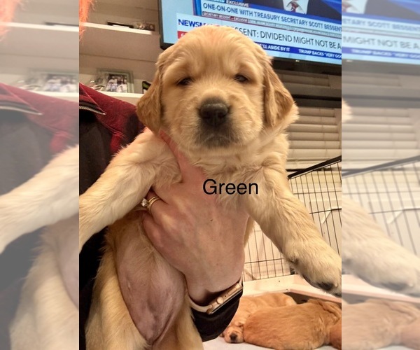 Medium Photo #8 Golden Retriever Puppy For Sale in GRAND RAPIDS, MI, USA