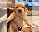 Small Photo #2 Golden Retriever Puppy For Sale in GRAND RAPIDS, MI, USA