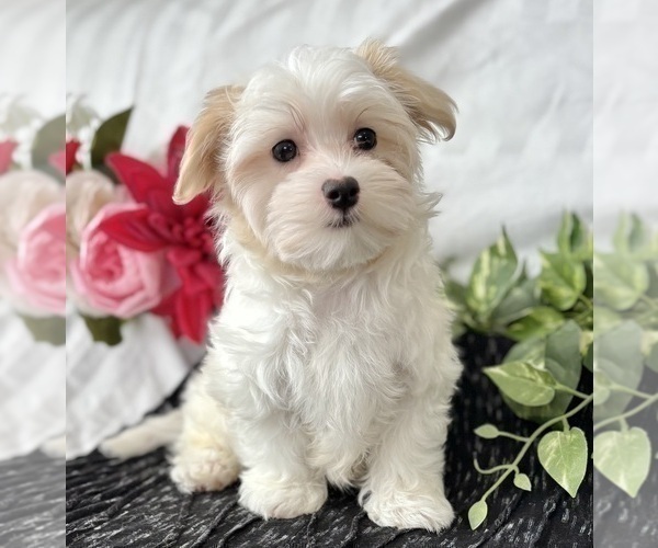 Medium Photo #5 Maltese Puppy For Sale in ROCK STREAM, NY, USA