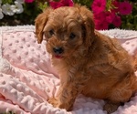 Small Photo #49 Cavapoo Puppy For Sale in GOSHEN, IN, USA