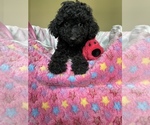 Small Photo #3 Poodle (Miniature) Puppy For Sale in PLANO, TX, USA