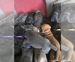 Small #9 Cane Corso