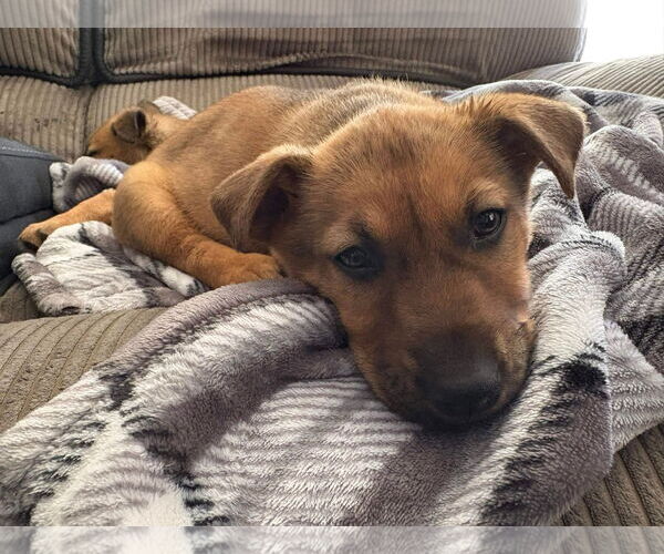 Medium Photo #1 Unknown-Welsh Corgi Mix Puppy For Sale in Kannapolis, NC, USA