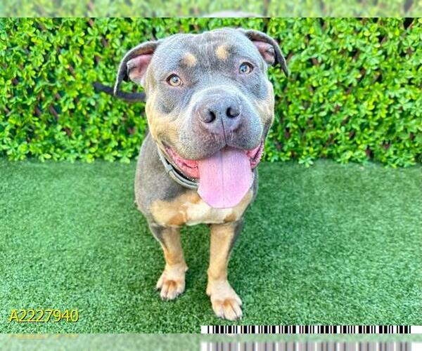 Medium Photo #1 American Pit Bull Terrier Puppy For Sale in West Palm Beach, FL, USA