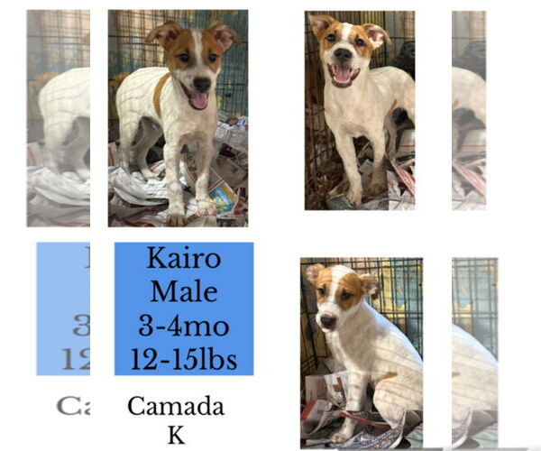 Medium Photo #1 Jack Russell Terrier-Unknown Mix Puppy For Sale in Virginia Beach, VA, USA