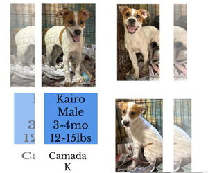 Jack Russell Terrier-Unknown Mix Dogs for adoption in Virginia Beach, VA, USA