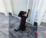 Small Photo #13 Doberman Pinscher-Unknown Mix Puppy For Sale in Buffalo, MN, USA
