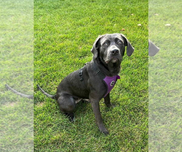 Medium Photo #11 Labrador Retriever-Unknown Mix Puppy For Sale in Mundelein, IL, USA
