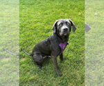 Small #10 Labrador Retriever Mix