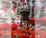 Small Photo #98 Yorkshire Terrier Puppy For Sale in AKRON, OH, USA