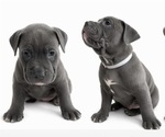 Small Photo #15 American Pit Bull Terrier Puppy For Sale in ORANGE, NJ, USA