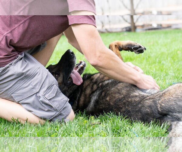 Medium Photo #8 German Shepherd Dog Puppy For Sale in Princeton, MN, USA