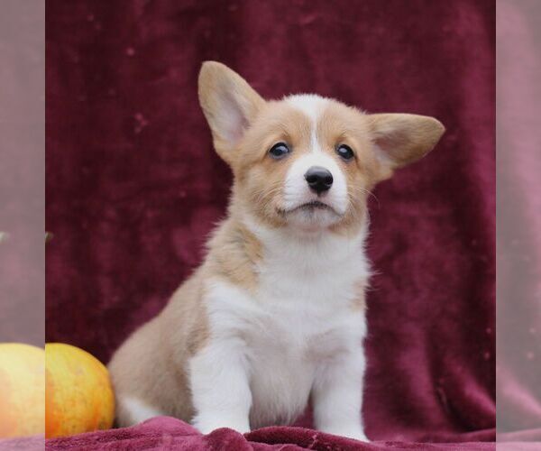 Medium Photo #4 Pembroke Welsh Corgi Puppy For Sale in ELLIOTTSBURG, PA, USA