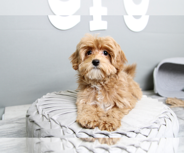 Medium Photo #3 Maltipoo Puppy For Sale in MARIETTA, GA, USA