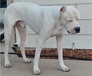 Father of the Dogo Argentino puppies born on 04/02/2022