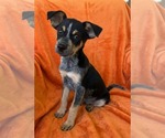 Small Photo #2 Mutt Puppy For Sale in Genesee, WI, USA