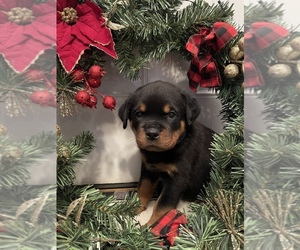 Rottweiler Puppy for sale in GRANBY, MA, USA