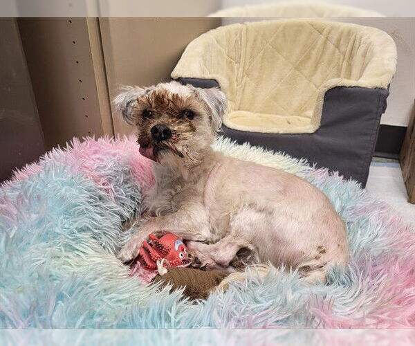 Medium Photo #1 Shih Tzu-Unknown Mix Puppy For Sale in Springfield, MA, USA