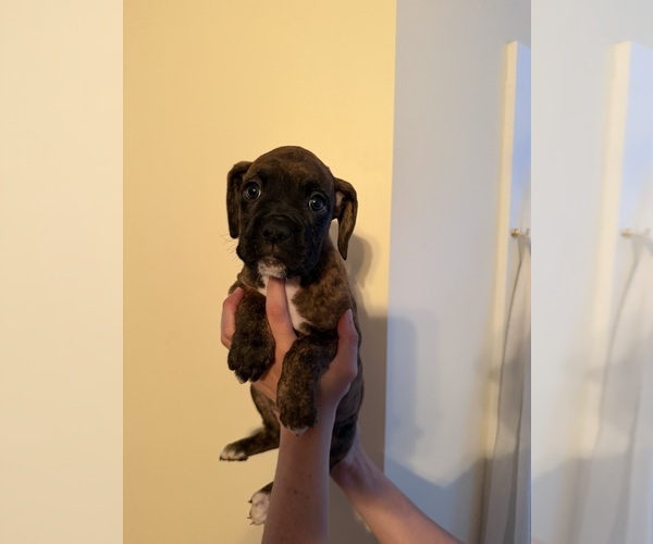 Medium Photo #7 Boxer Puppy For Sale in MILFORD, NH, USA