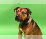 Small #1 American Pit Bull Terrier Mix