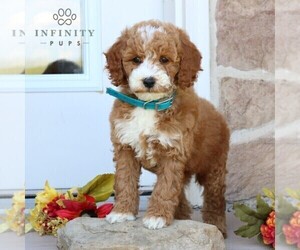 Goldendoodle (Miniature) Puppy for sale in GORDONVILLE, PA, USA