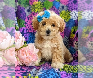 Lhasa-Poo Puppy for sale in LINCOLN UNIV, PA, USA