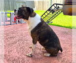 Small #3 Boxer