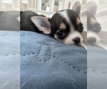Baby Girl - Female Chihuahua Puppy for Sale - Photo #11