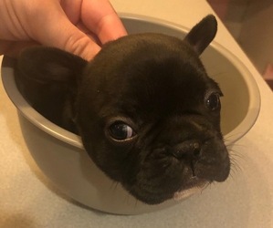 French Bulldog Puppy for sale in LAFAYETTE, IN, USA