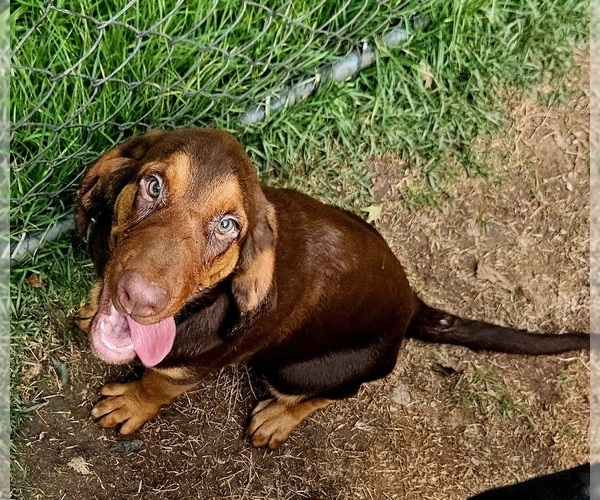 Medium Photo #3 Bloodhound Puppy For Sale in TOCCOA, GA, USA