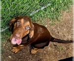 Small #2 Bloodhound