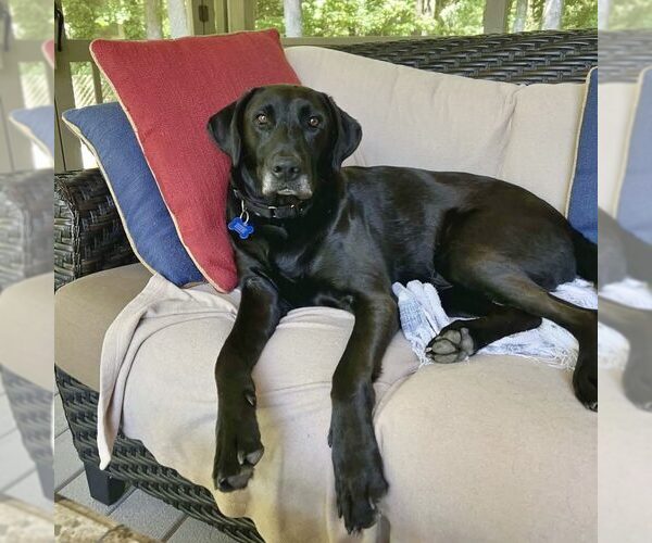 Medium Photo #1 Labrador Retriever-Unknown Mix Puppy For Sale in Spring Lake, NC, USA