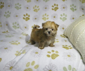 Morkie Puppy for Sale in COOKEVILLE, Tennessee USA