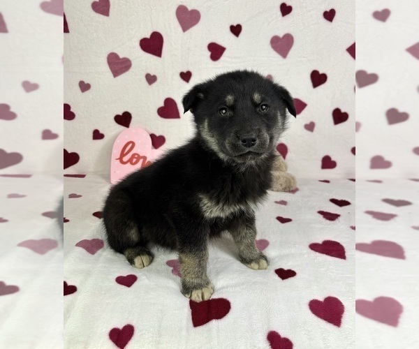 Medium Photo #5 German Shepherd Dog-Miniature American Shepherd Mix Puppy For Sale in FRANKLIN, IN, USA