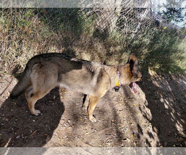 Medium Photo #5 German Shepherd Dog Puppy For Sale in Crystal, MN, USA
