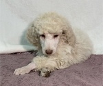 Small #6 Poodle (Standard)
