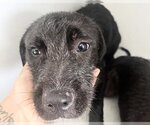 Small Labrador Retriever
